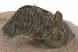 Bargain, Metacanthina Trilobite - Lghaft, Morocco #312257-2